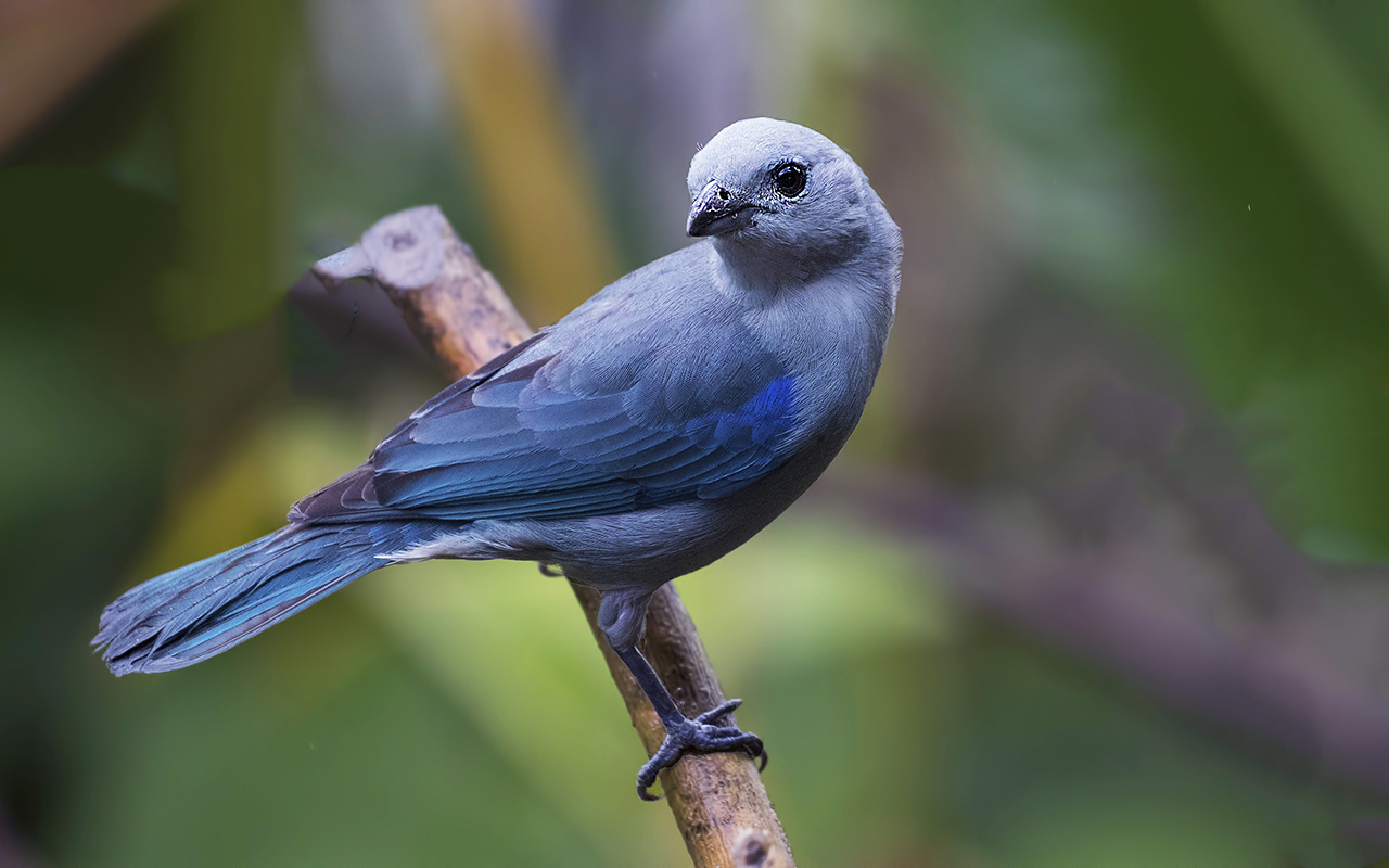 Blue-gray Tanager